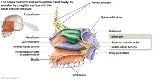 Bones surrounding the nasal cavity