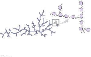 Structure of glycogen and glucose molecules