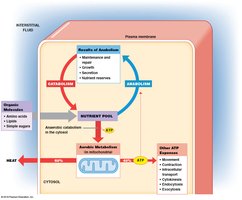 Diagram of catabolism and anabolism in a cell