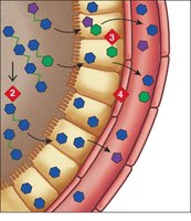 Absorption of carbohydrates in the small intestine