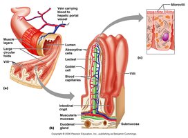 Transport of absorbed carbohydrates to the liver