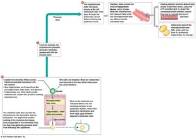 Pathway of lipid absorption and transport