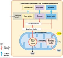 Overview of nutrient pool and metabolic pathways