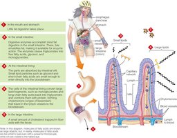 Summary of lipid digestion and absorption