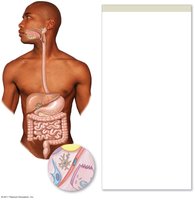 Absorption of amino acids in the small intestine