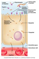 Amino acid absorption in the small intestine