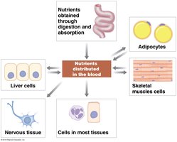 Distribution of nutrients in the blood to various tissues