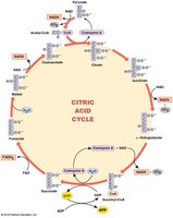Diagram of the citric acid cycle