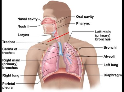 Major structures of the respiratory system