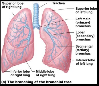 Cross-section and histology of the trachea