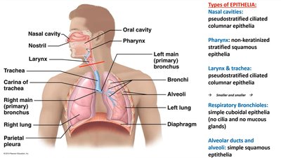 Types of epithelia in the respiratory tract