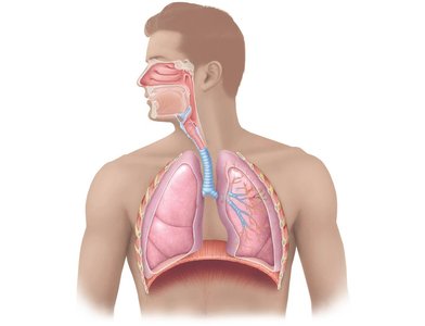 Diagram of the respiratory system in the human body