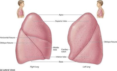 Lateral views of the right and left lungs