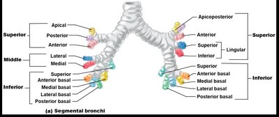 Bronchopulmonary segments of the lungs