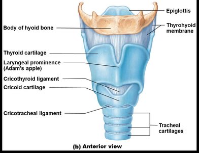 Anterior view of the larynx showing cartilages and ligaments