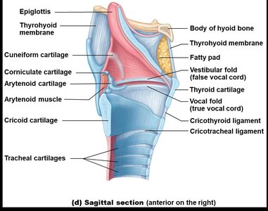 Sagittal section of the larynx showing internal structures