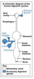 Schematic diagram of the human digestive system