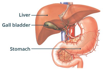Liver, gallbladder, and stomach anatomy