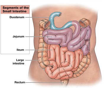 Segments of the small intestine