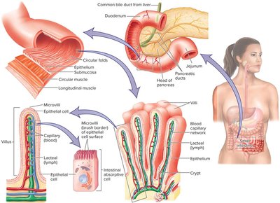 Structure of villi and microvilli in the small intestine