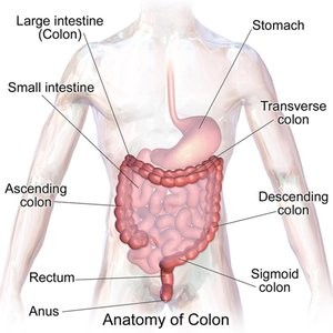 Anatomy of the colon