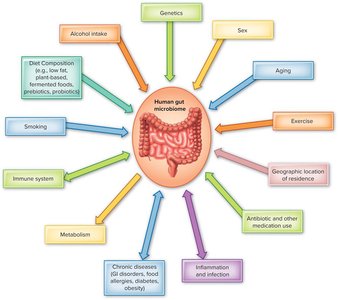 Factors influencing the gut microbiome