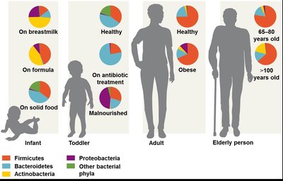 Gut microbiome composition across the lifespan