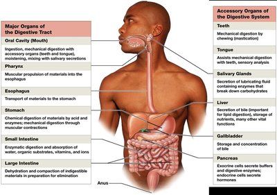 Major organs and accessory organs of the digestive system