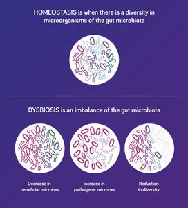 Homeostasis vs. dysbiosis in the gut microbiota