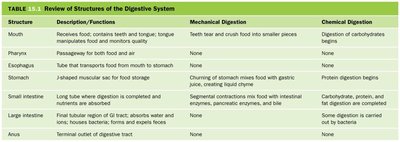 Review of structures of the digestive system