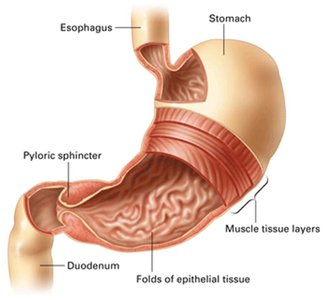 Anatomy of the stomach