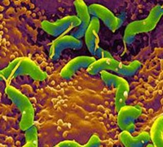 Helicobacter pylori bacteria