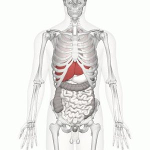 Liver location in the body