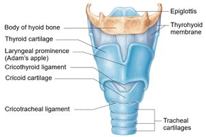 Anterior view of the larynx