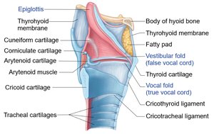 Sagittal section of the larynx showing vocal folds