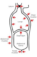 Valsalva maneuver diagram