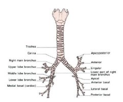 Bronchial tree