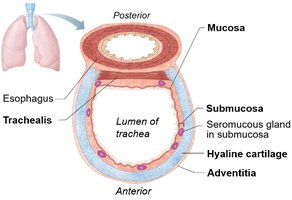 Cross-section of the trachea