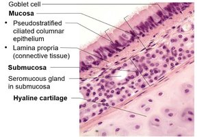 Histology of the tracheal wall