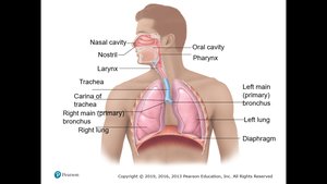 Major organs of the respiratory system