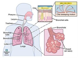 Cilia and mucus in the respiratory tract