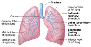 Bronchial tree and its branches