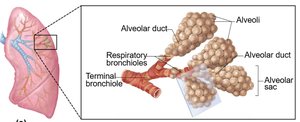 Bronchial tree and lung lobes