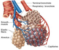 Alveolar pores and macrophages