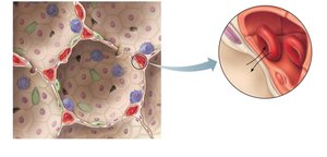 Detailed anatomy of the respiratory membrane