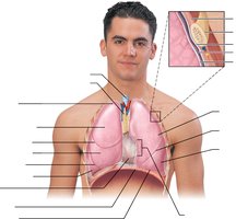 Lung anatomy and pleurae