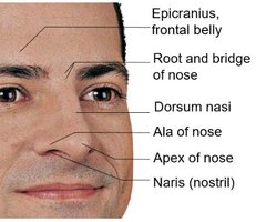 External anatomy of the nose