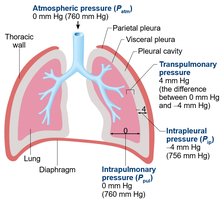 Pressure relationships in the thoracic cavity
