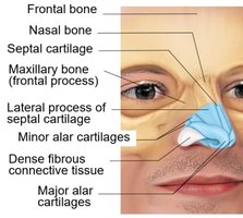 Bones and cartilages of the nose