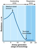 Airway resistance in the bronchial tree